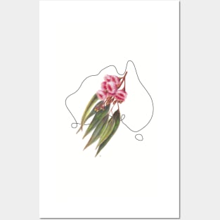 Flowers of Australia - Pink Flowering Gum Posters and Art